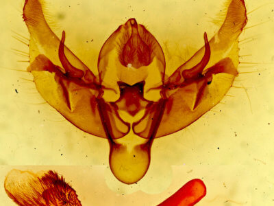 genitalia view of adult Diarsia rosaria rosaria