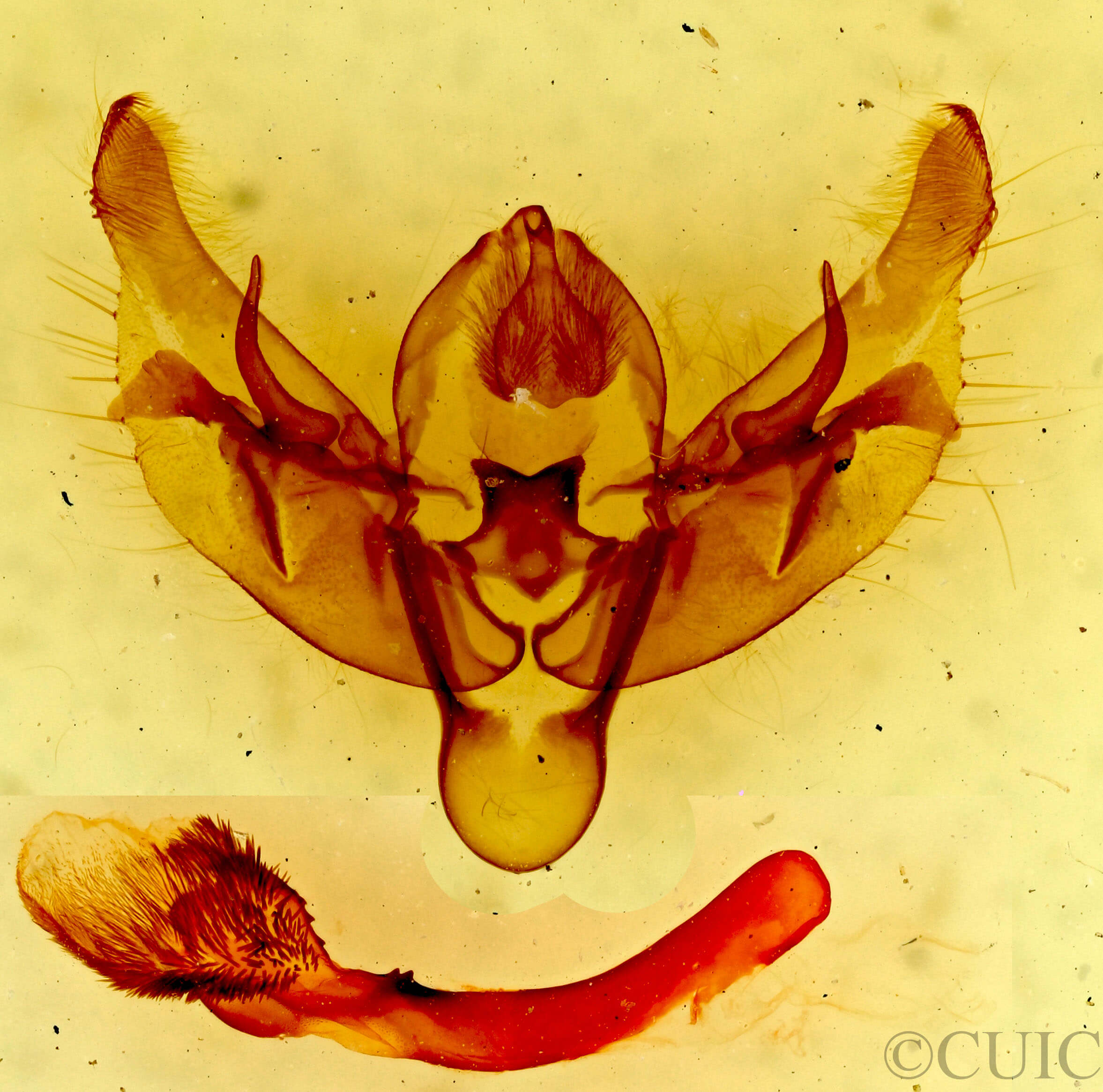 genitalia view of adult Diarsia rosaria rosaria