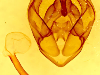 genitalia view of adult Pseudohemihyalea ambigua