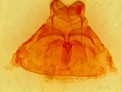 genitalia view of adult Pseudohemihyalea ambigua