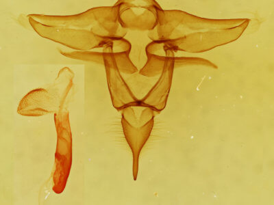 genitalia view of adult Lophocampa roseata