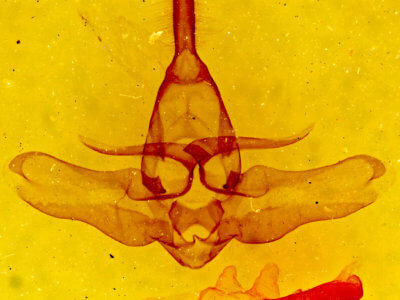 genitalia view of adult Lophocampa argentata subalpina