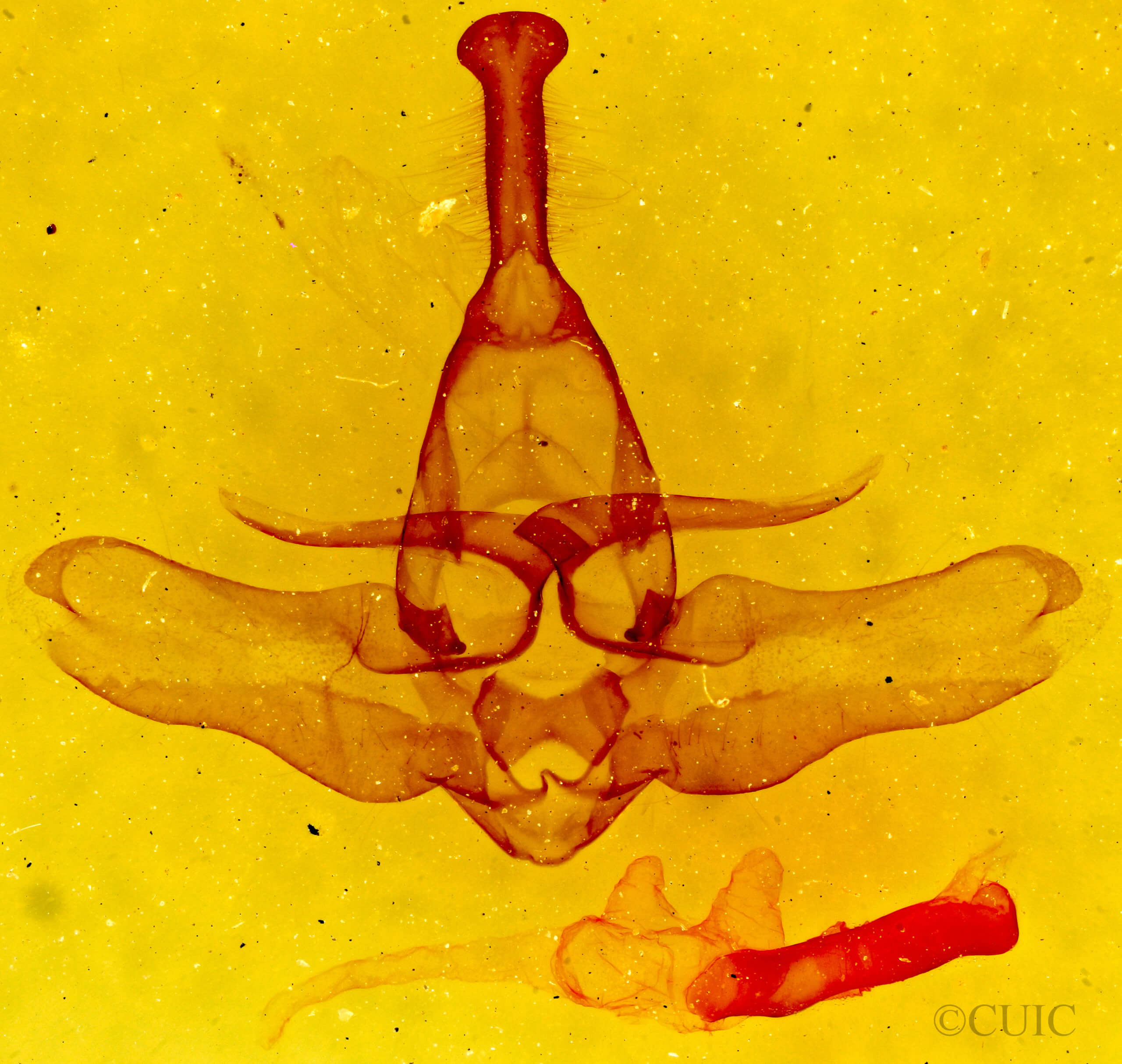genitalia view of adult Lophocampa argentata subalpina