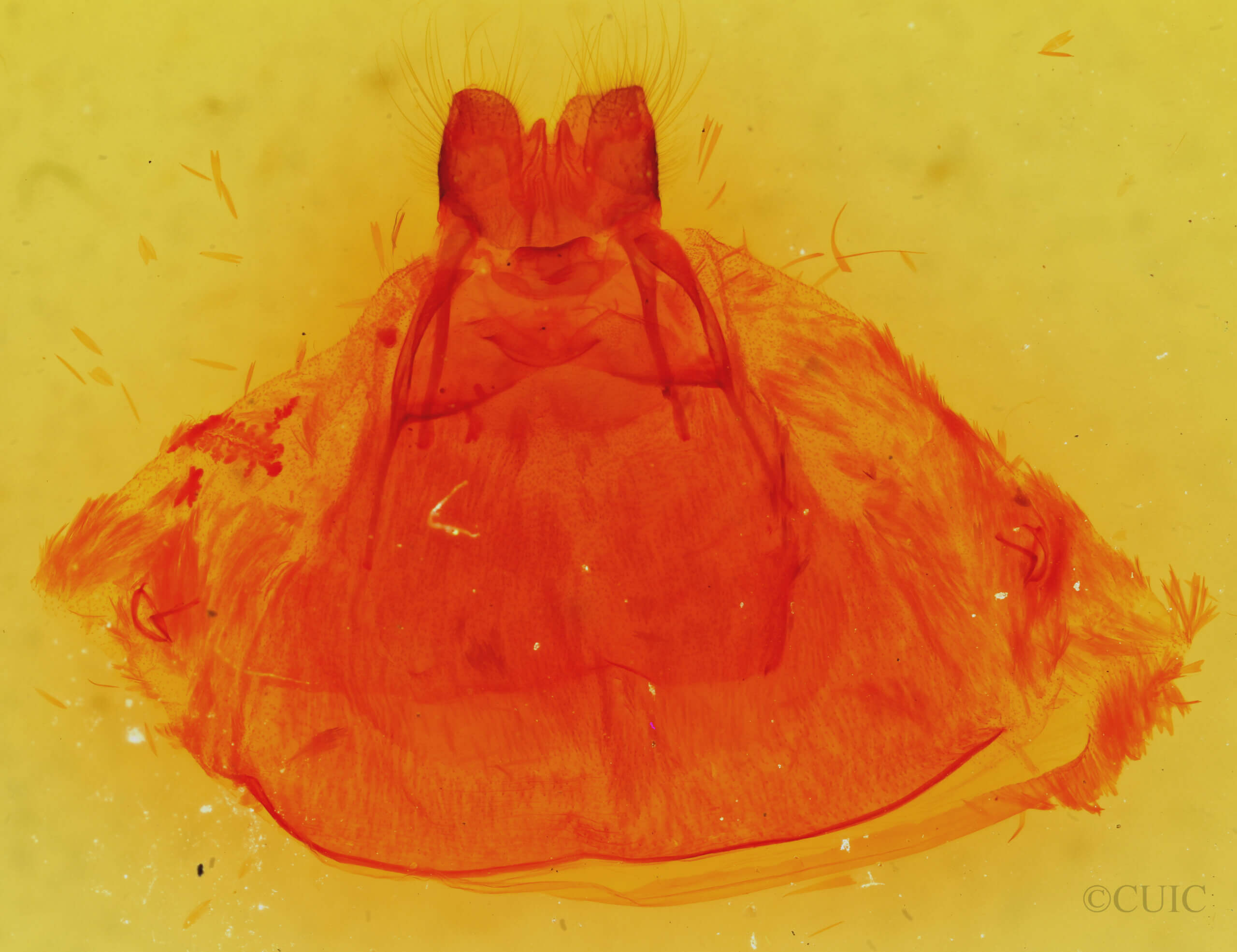 genitalia view of adult Lophocampa argentata subalpina