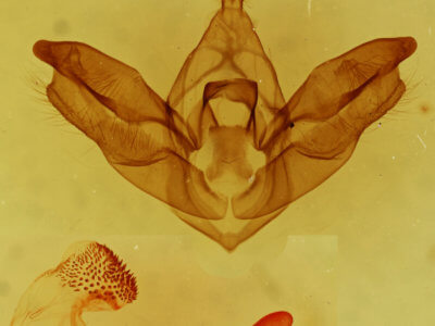 genitalia view of adult Hypocrisias minima