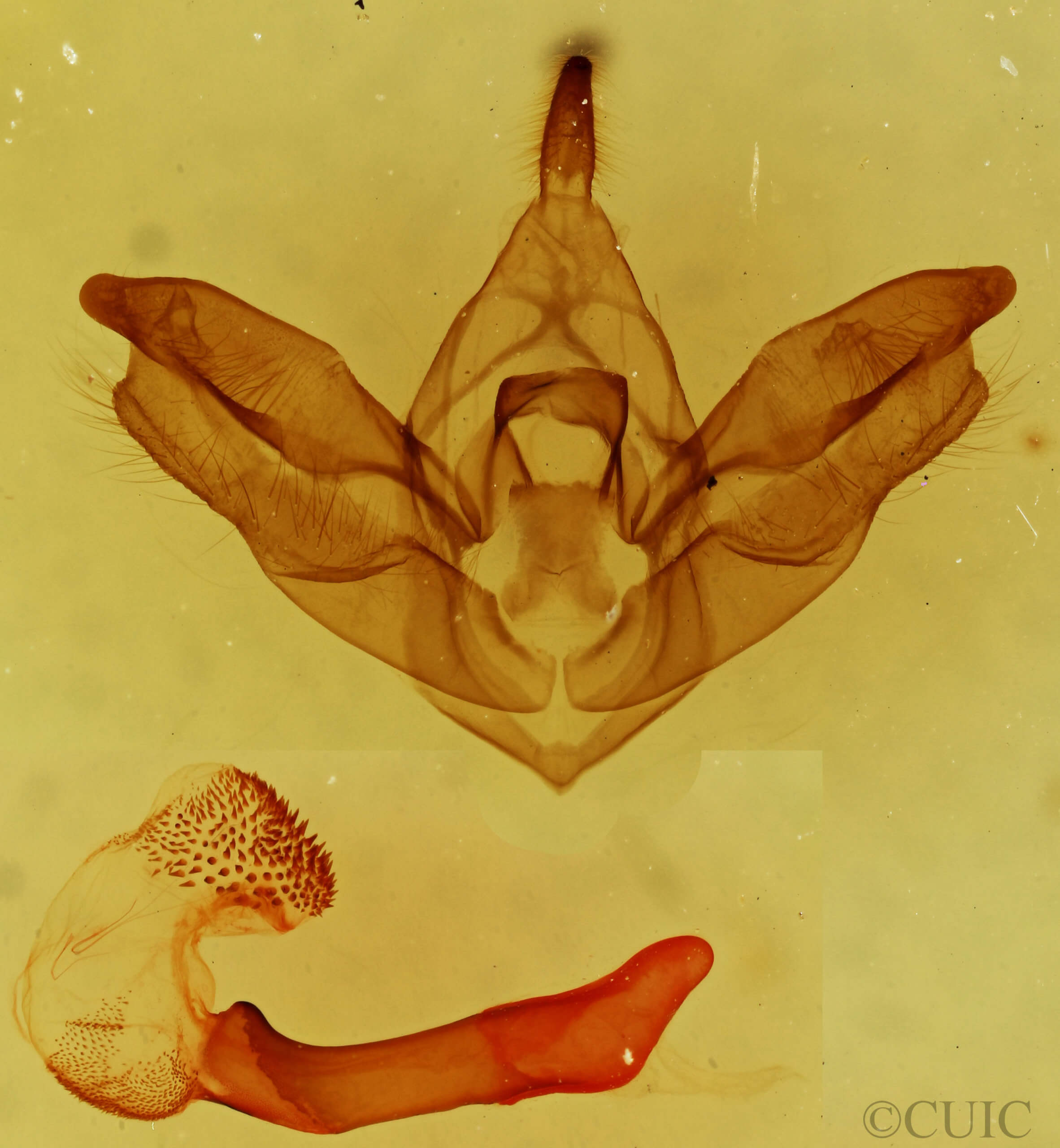 genitalia view of adult Hypocrisias minima