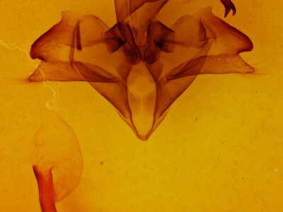 genitalia view of adult Pseudohemihyalea edwardsii