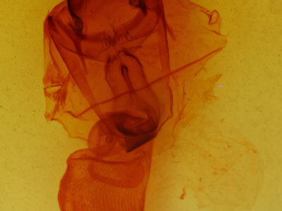 genitalia view of adult Pseudohemihyalea edwardsii