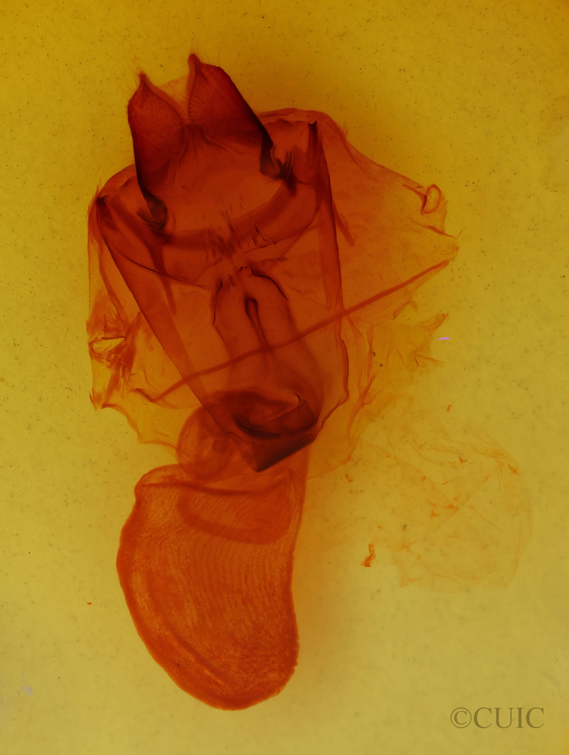 genitalia view of adult Pseudohemihyalea edwardsii