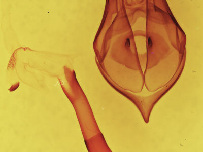 genitalia view of adult Bertholdia trigona