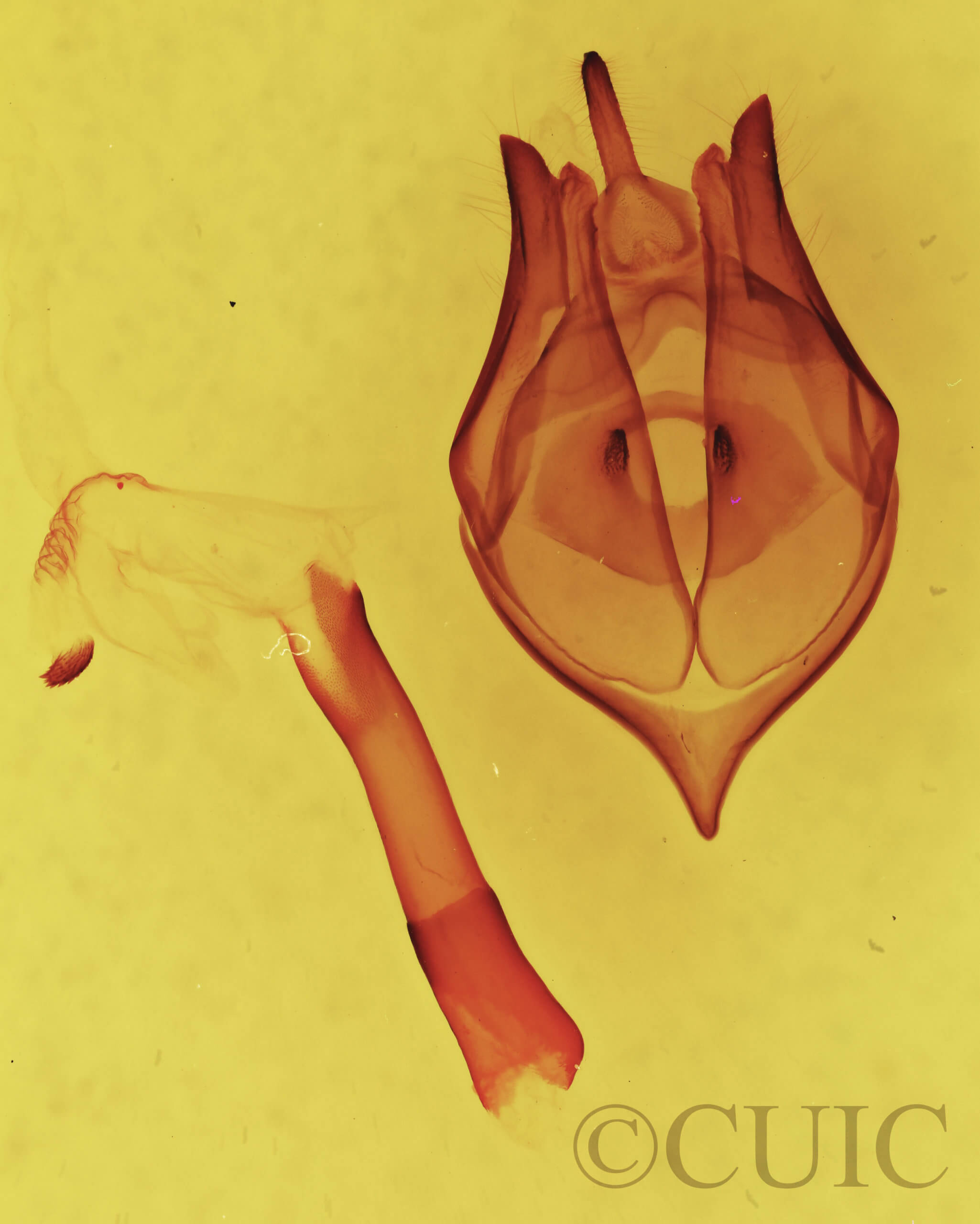 genitalia view of adult Bertholdia trigona