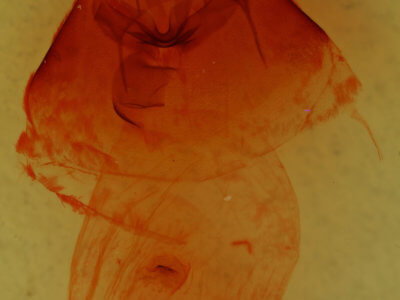 genitalia view of adult Bertholdia trigona