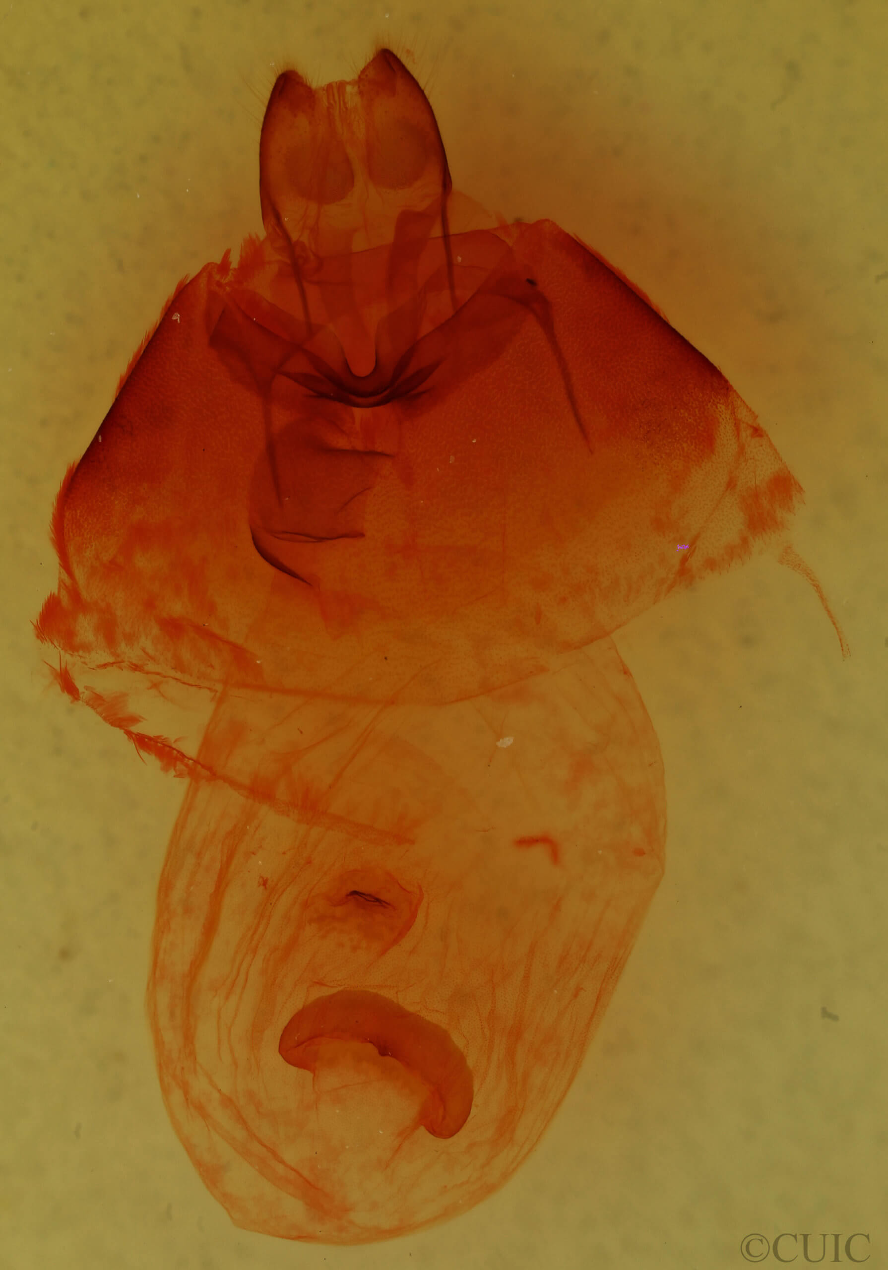 genitalia view of adult Bertholdia trigona