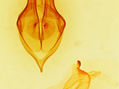 genitalia view of adult Bertholdia trigona