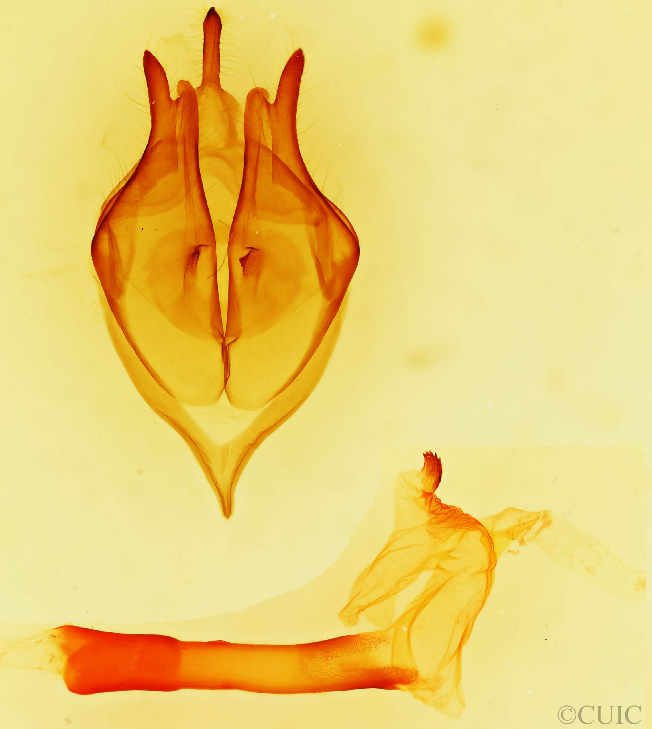 genitalia view of adult Bertholdia trigona