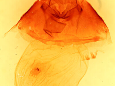 genitalia view of adult Bertholdia trigona