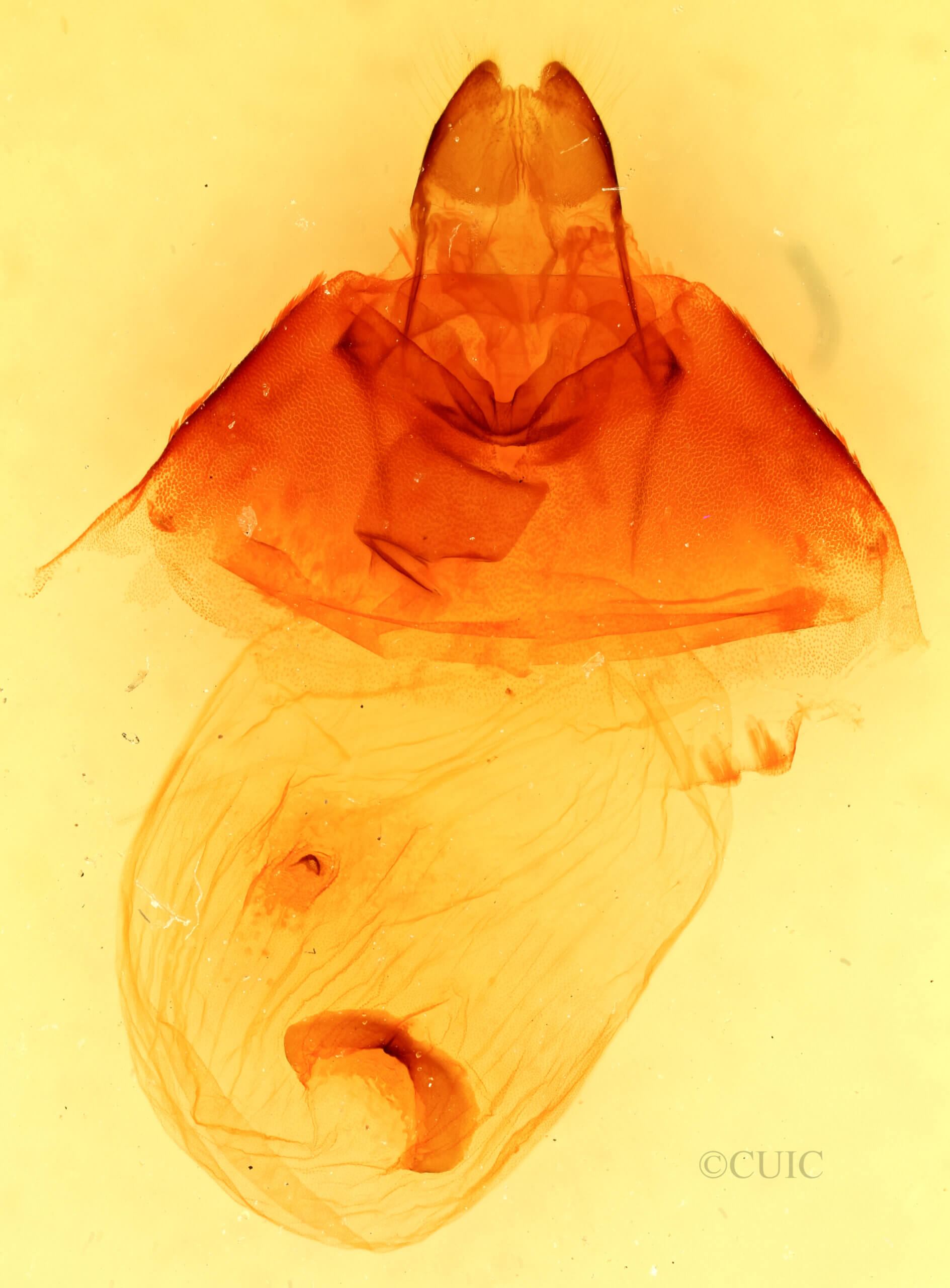 genitalia view of adult Bertholdia trigona