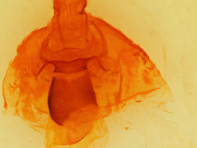 genitalia view of adult Spilosoma dubia