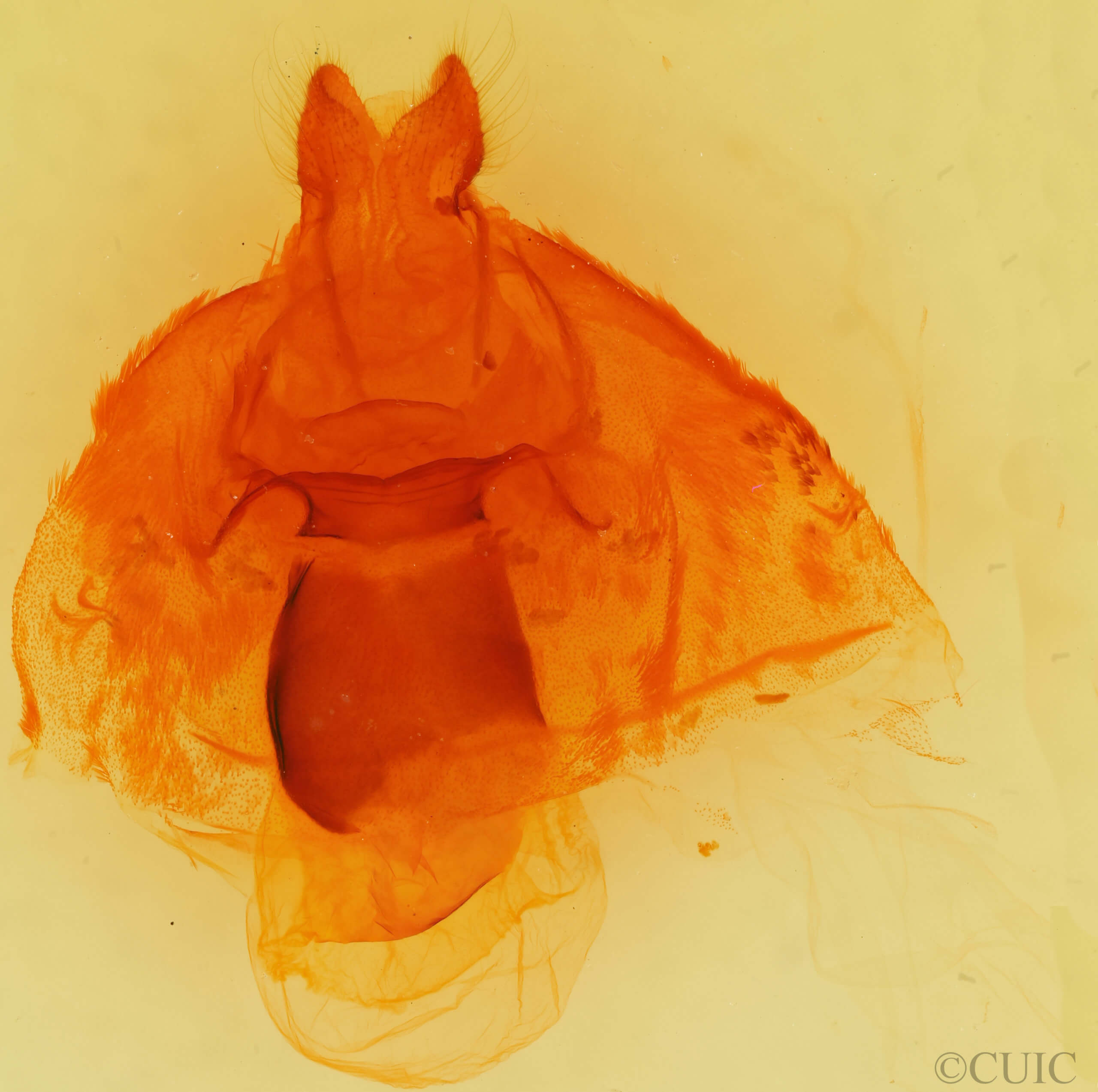 genitalia view of adult Spilosoma dubia