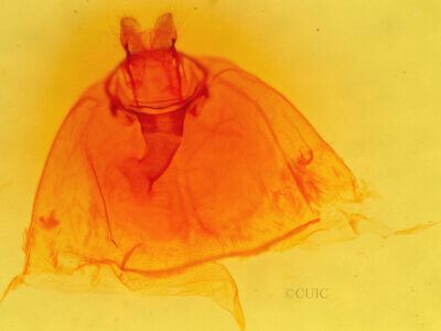 genitalia view of larva Hyphantria sp.