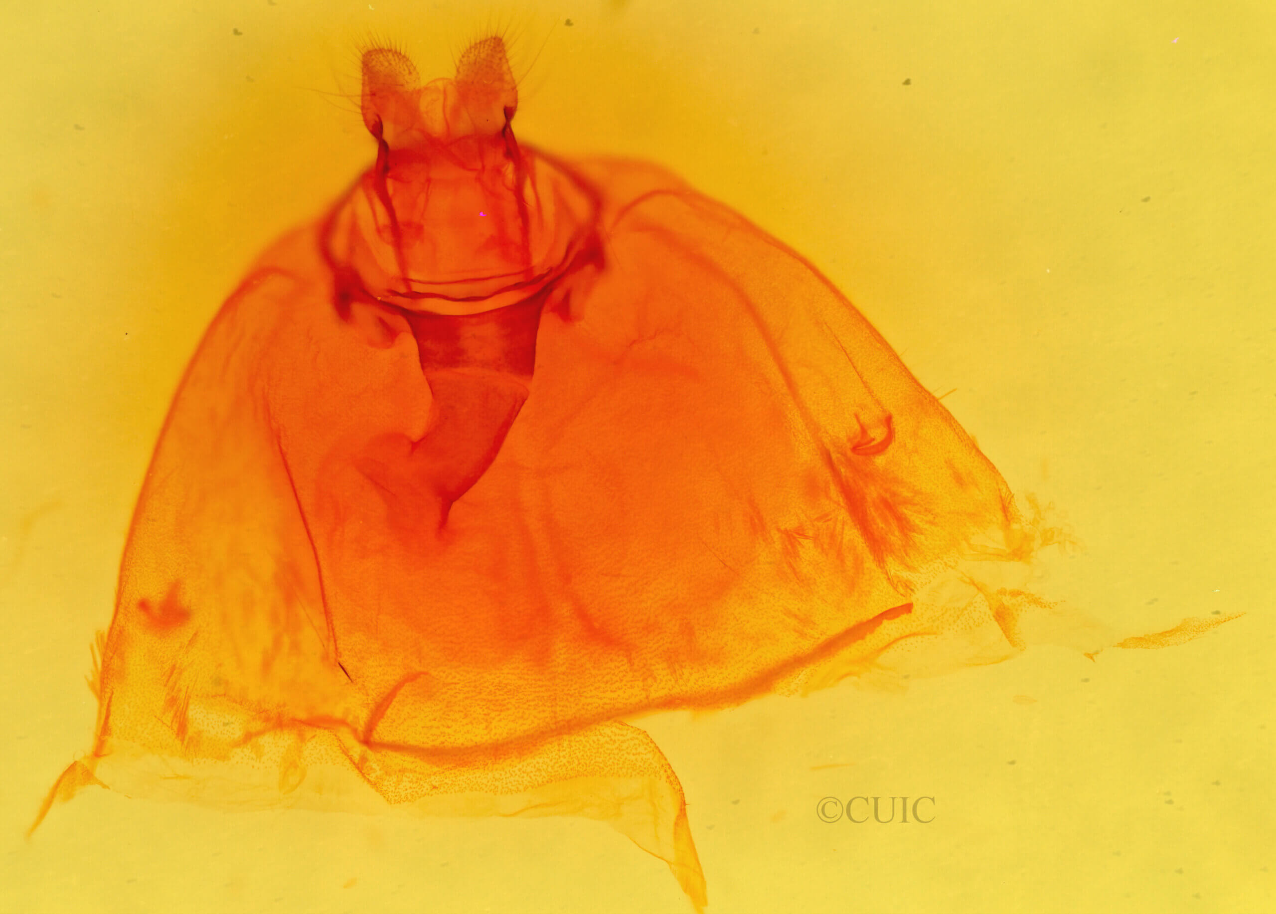 genitalia view of larva Hyphantria sp.