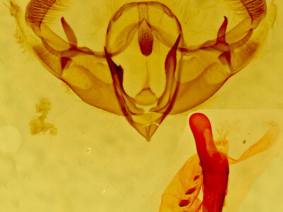genitalia view of adult Galgula partita