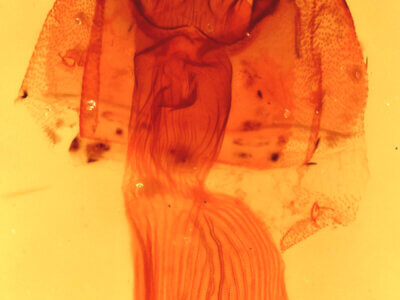 genitalia view of adult Galgula partita