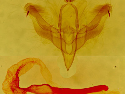 genitalia view of adult Dypterygia patina