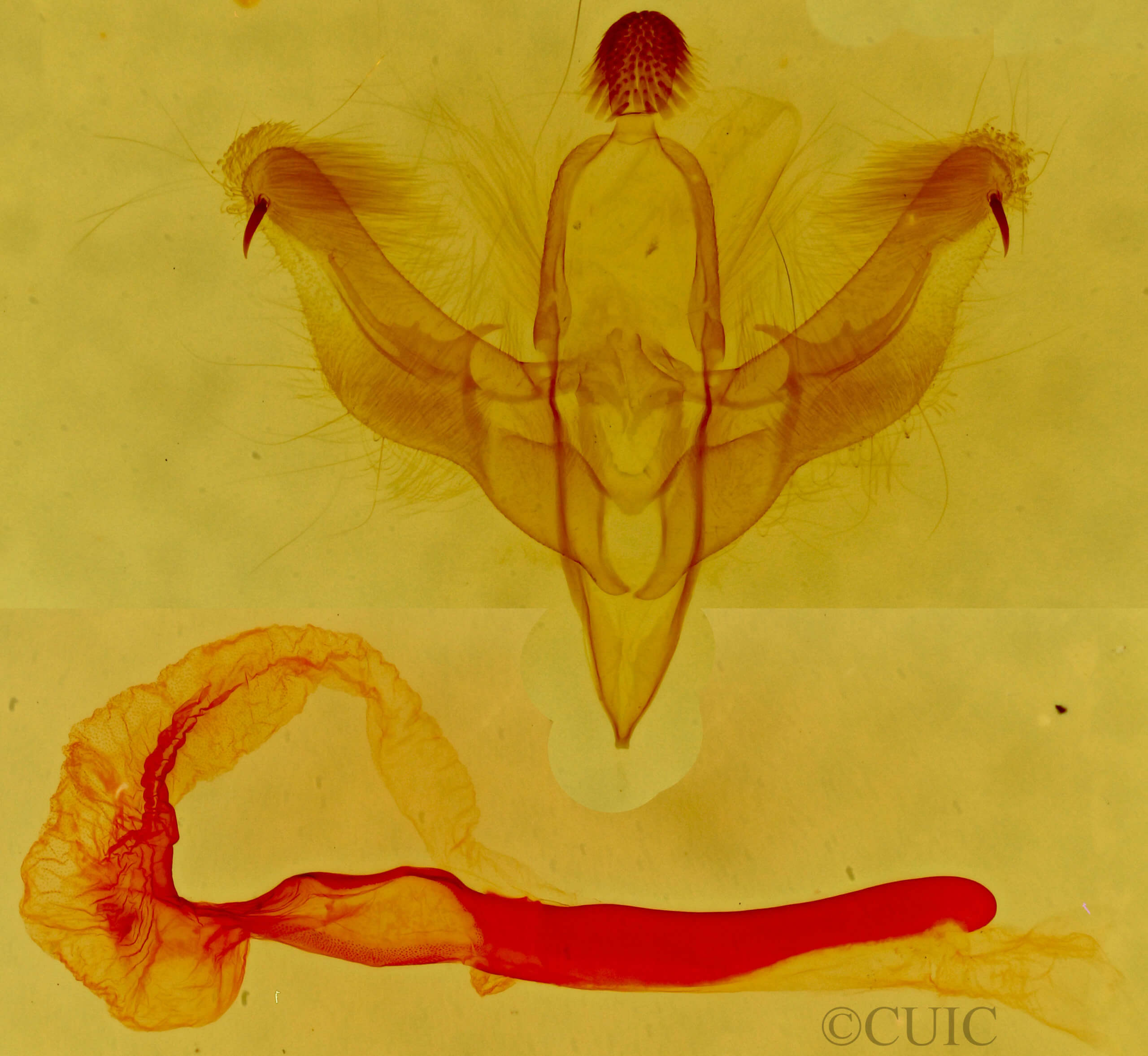 genitalia view of adult Dypterygia patina