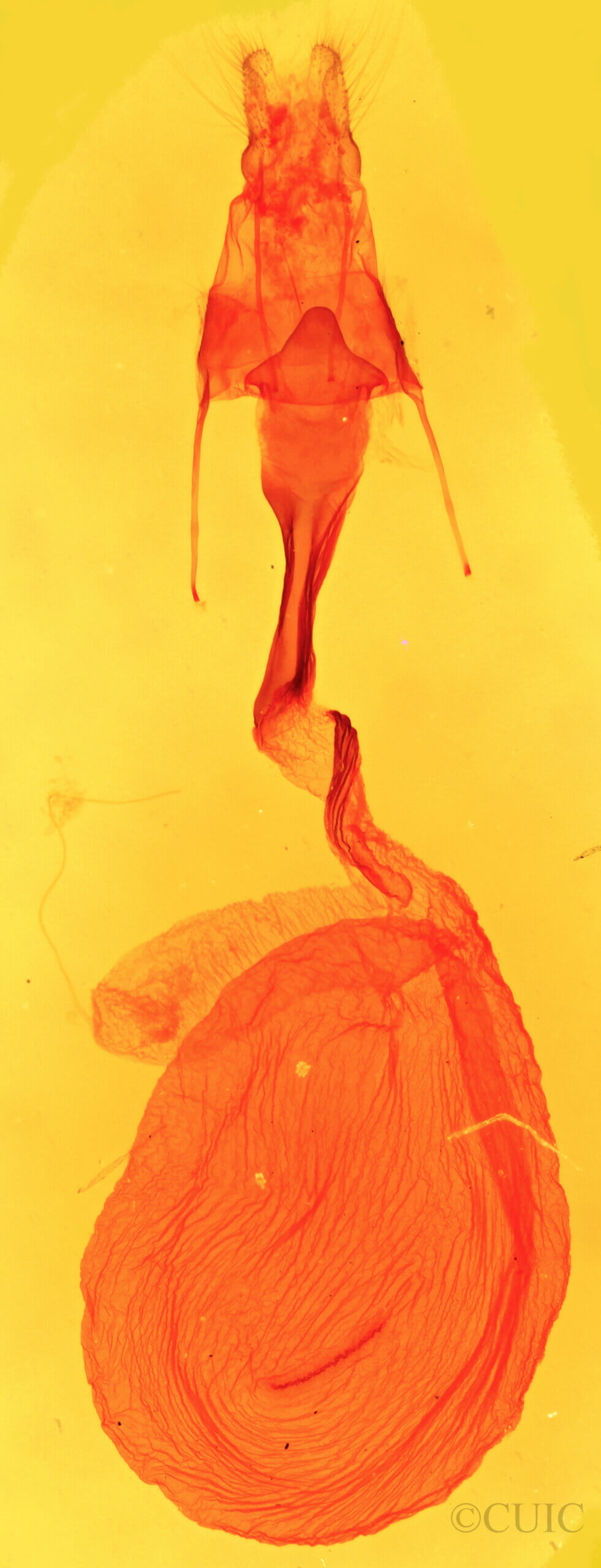 genitalia view of adult Dypterygia patina