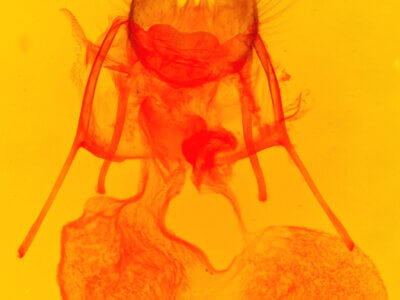 genitalia view of adult Lophocampa argentata subalpina