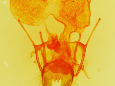 genitalia view of adult Dypterygia rozmani