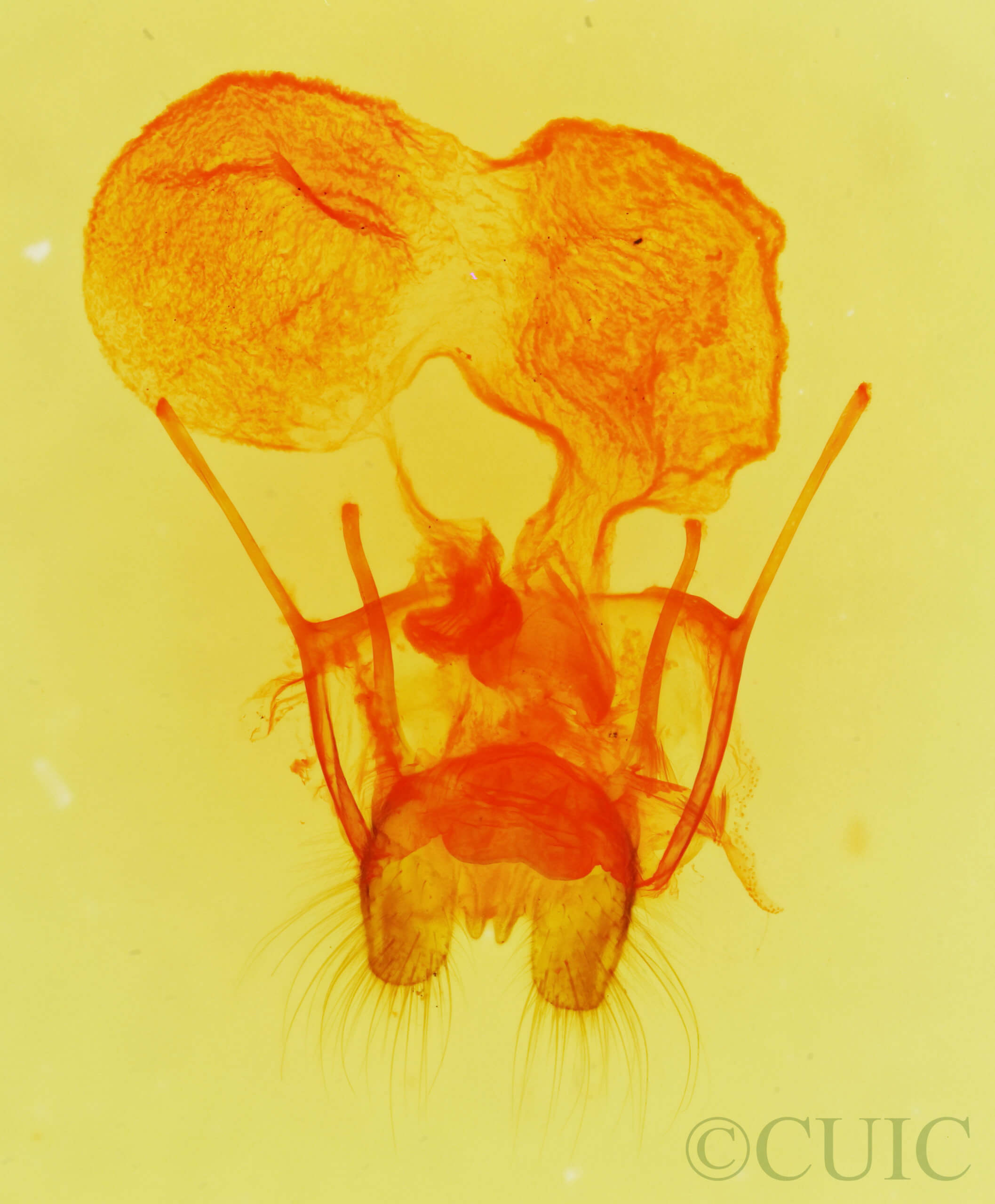 genitalia view of adult Dypterygia rozmani