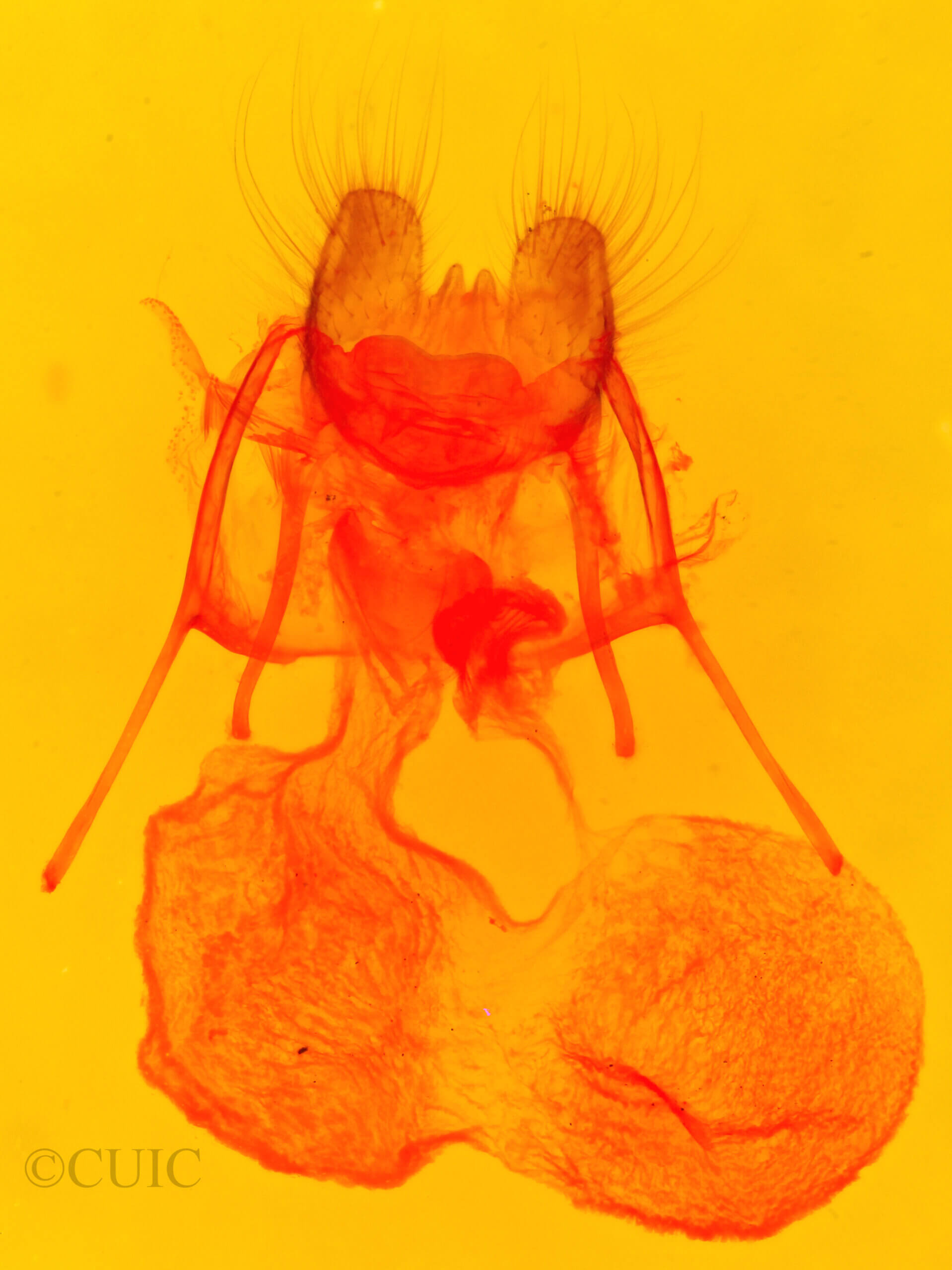 genitalia view of adult Lophocampa argentata subalpina