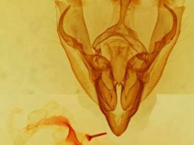 genitalia view of adult Hydroeciodes serrata