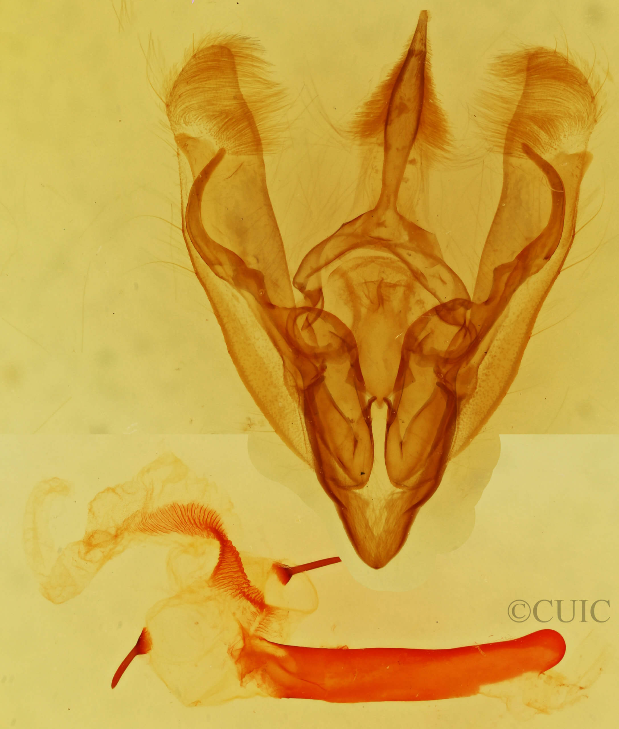genitalia view of adult Hydroeciodes serrata