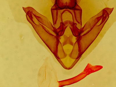 genitalia view of adult Pseudohemihyalea ambigua