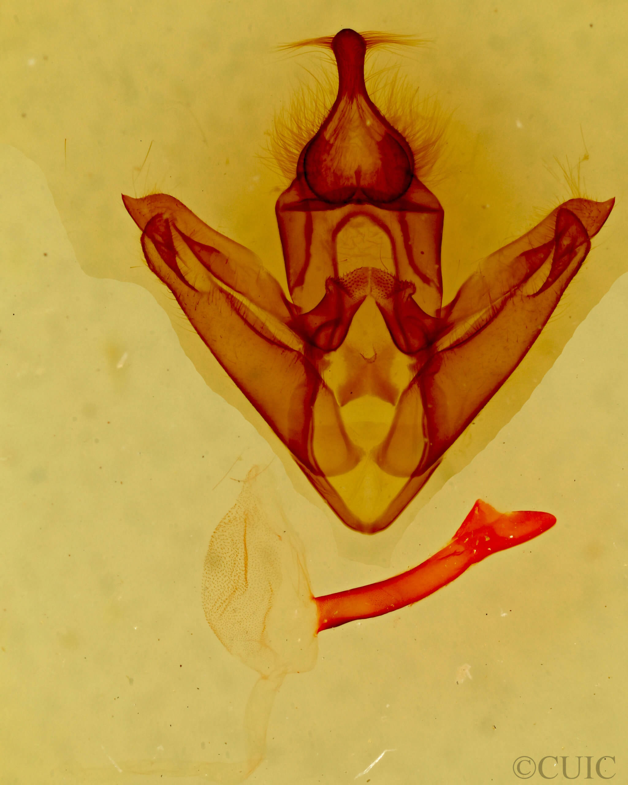 genitalia view of adult Pseudohemihyalea ambigua