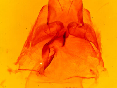 genitalia view of adult Palpidia pallidior