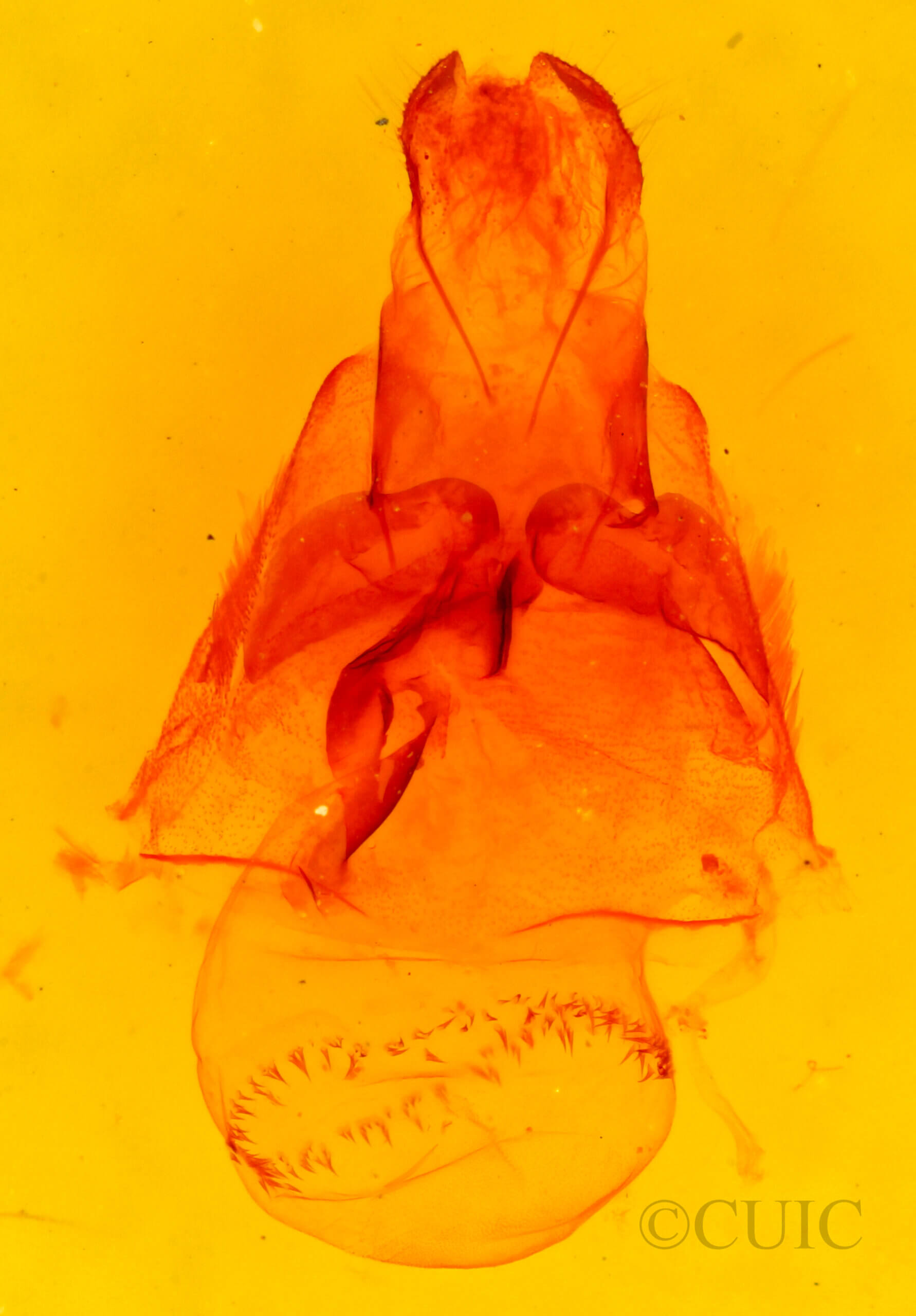 genitalia view of adult Palpidia pallidior
