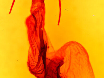 genitalia view of adult Dypterygia lignaris