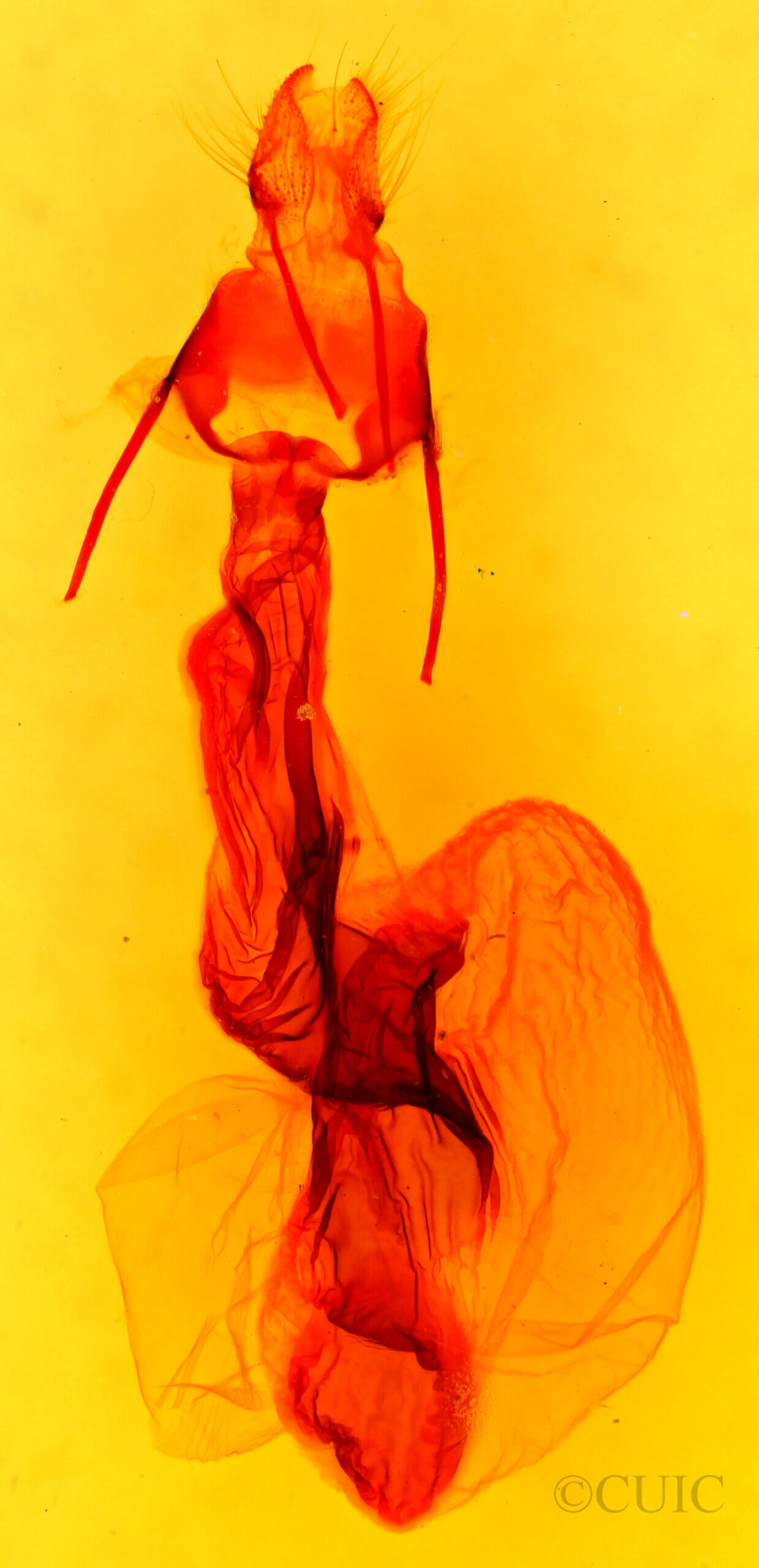 genitalia view of adult Dypterygia lignaris