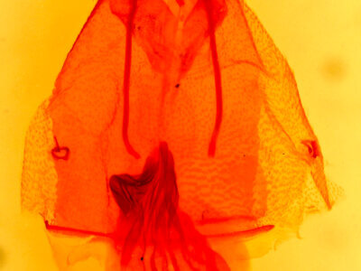 genitalia view of adult Micrathetis triplex