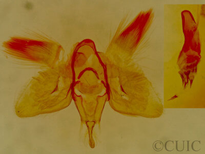 genitalia view of adult Micrathetis costiplaga