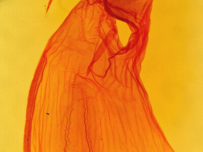 genitalia view of adult Dypterygia rozmani