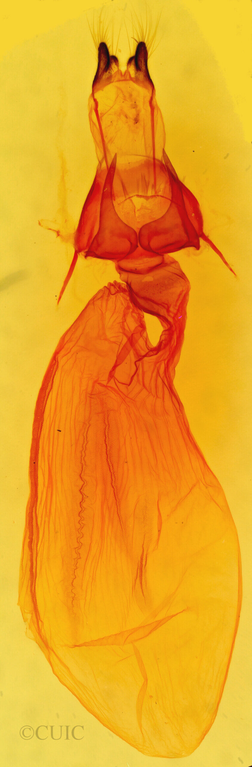 genitalia view of adult Dypterygia rozmani
