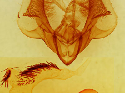 genitalia view of adult Dypterygia caliginosa