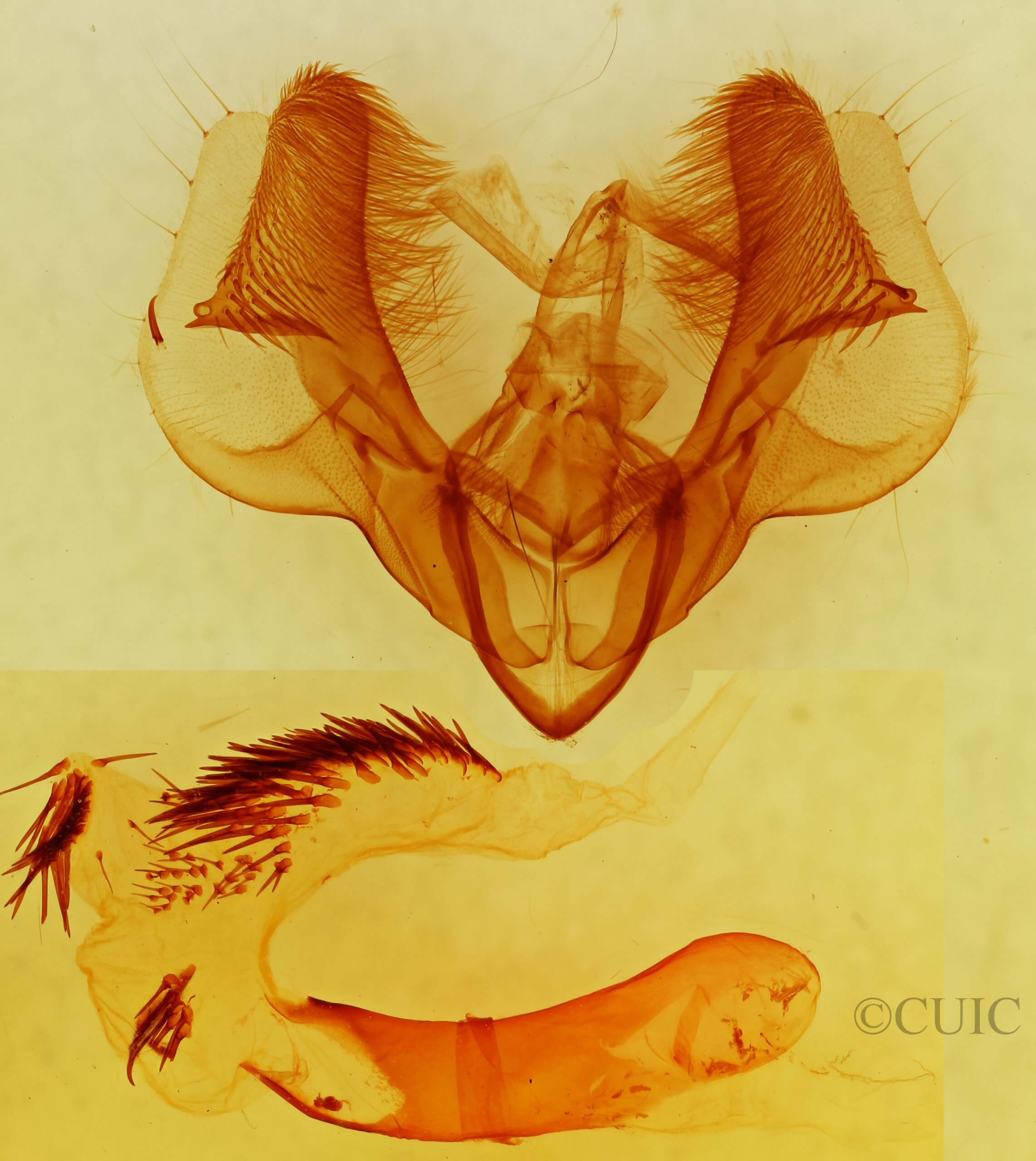 genitalia view of adult Dypterygia caliginosa