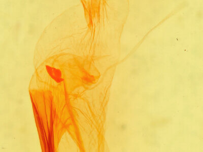 genitalia view of adult Dipterygina sp.