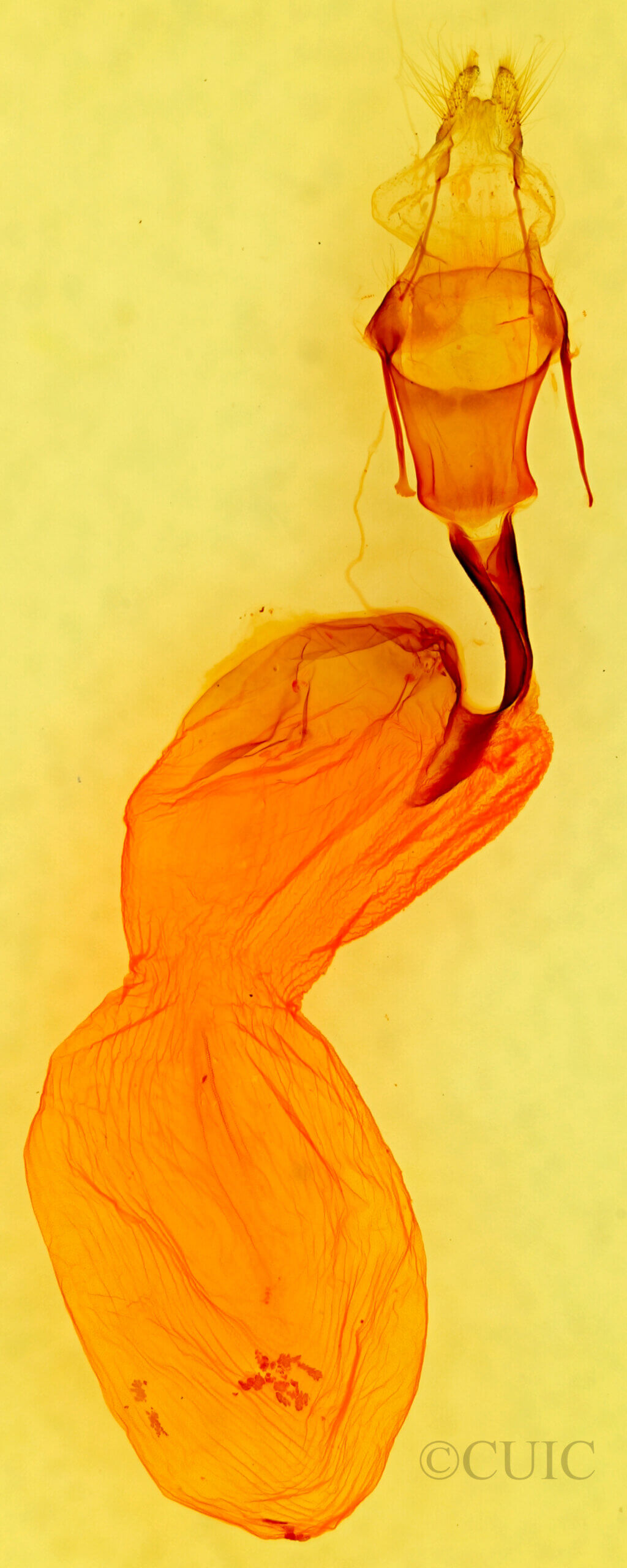 genitalia view of adult Lithophane abita